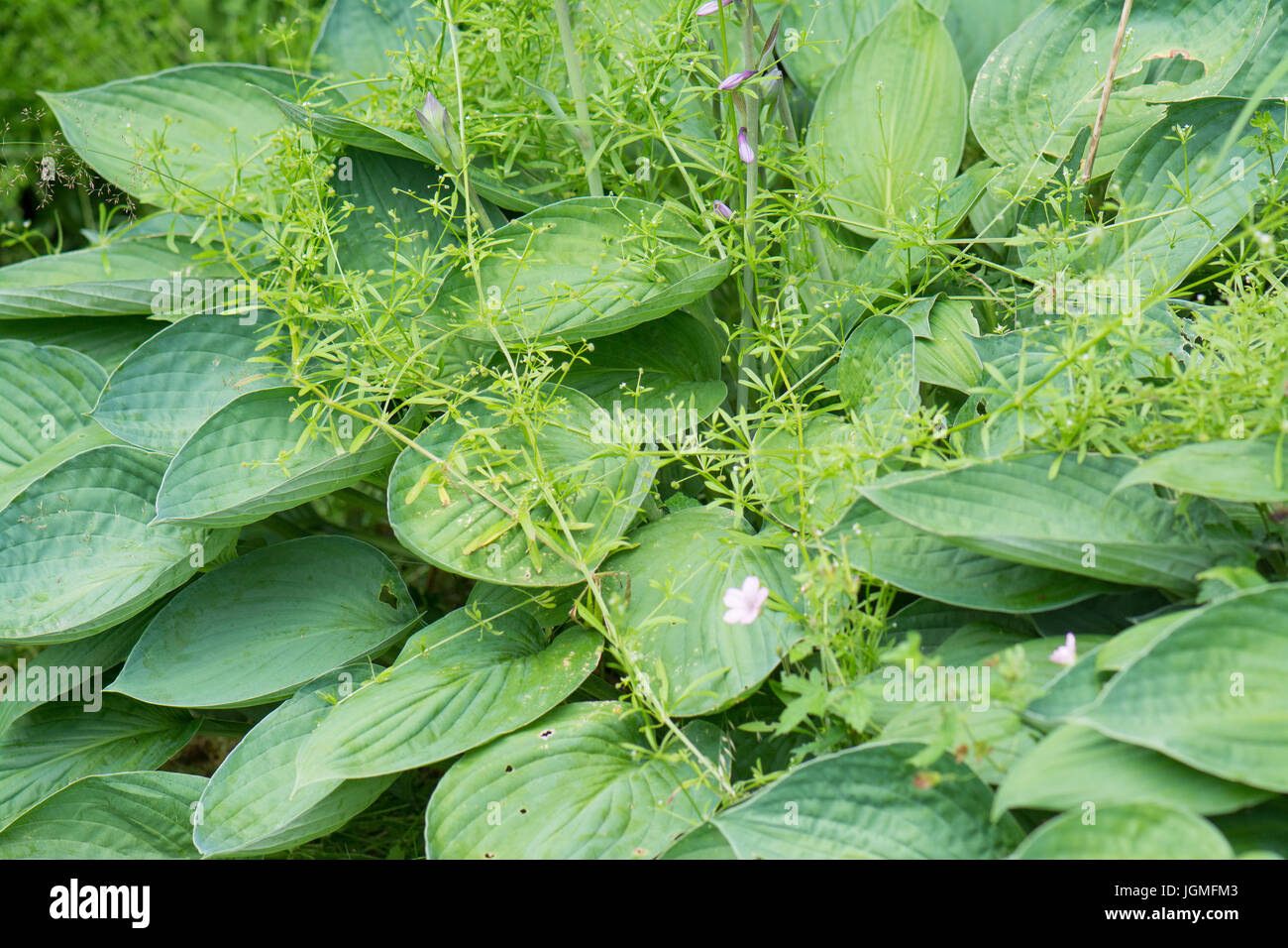 Les mauvaises herbes du jardin - gaillet gratteron Galium aparine - croissant au fil de l'usine hosta Banque D'Images