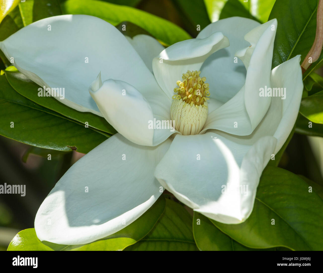 Magnolia grandiflora - magnolia sud - Edith Bogue en fleur Banque D'Images