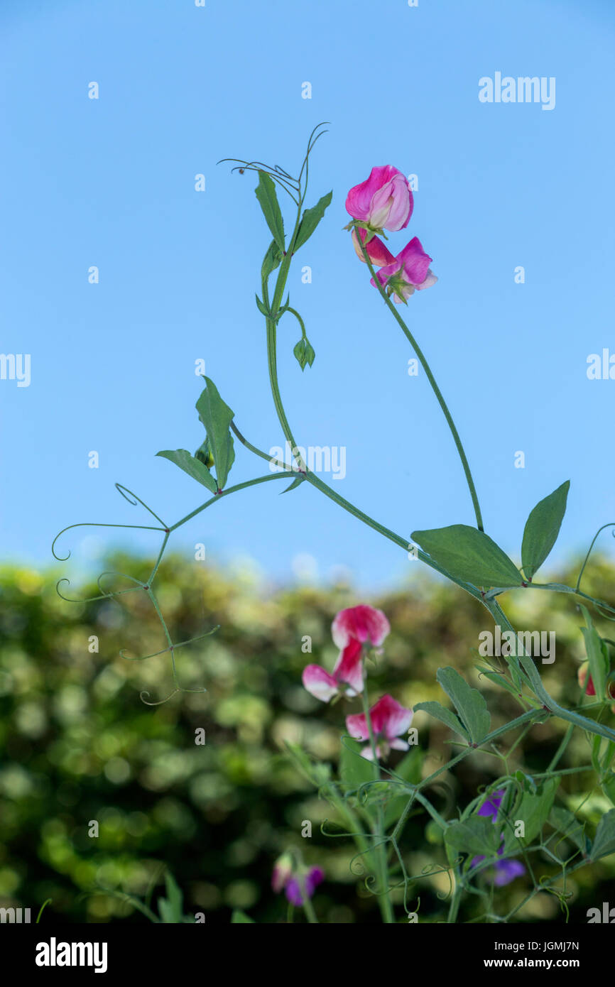 Fleurs Pois de tête pour le ciel ... Lathyrus odoratus Banque D'Images