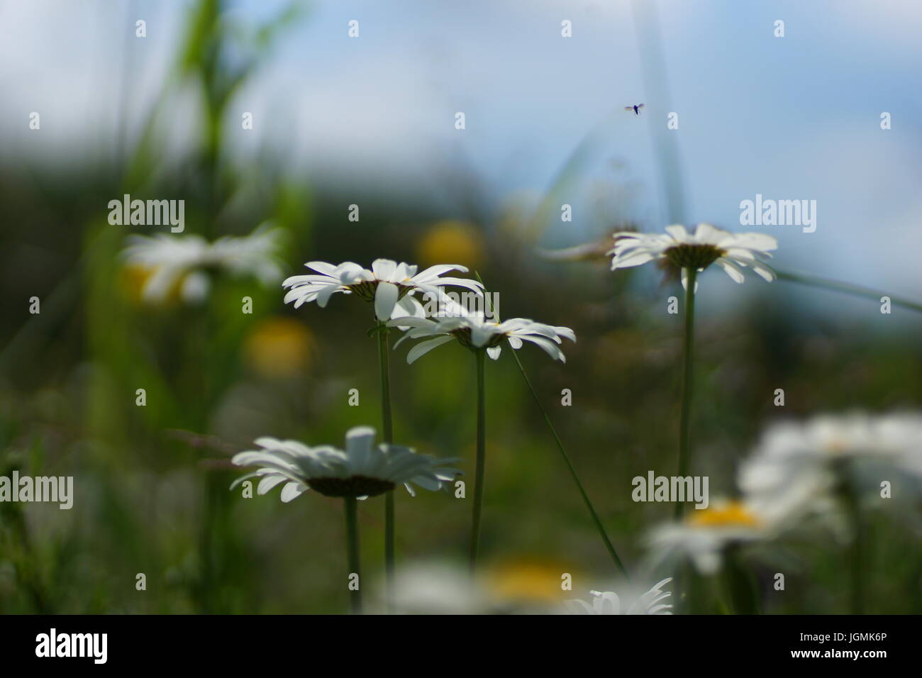 Fleurs et l'herbe éclairées par la lumière du soleil chaud de l'été sur un pré, abstract backgrounds naturel pour votre conception. Camomille Meadow Banque D'Images