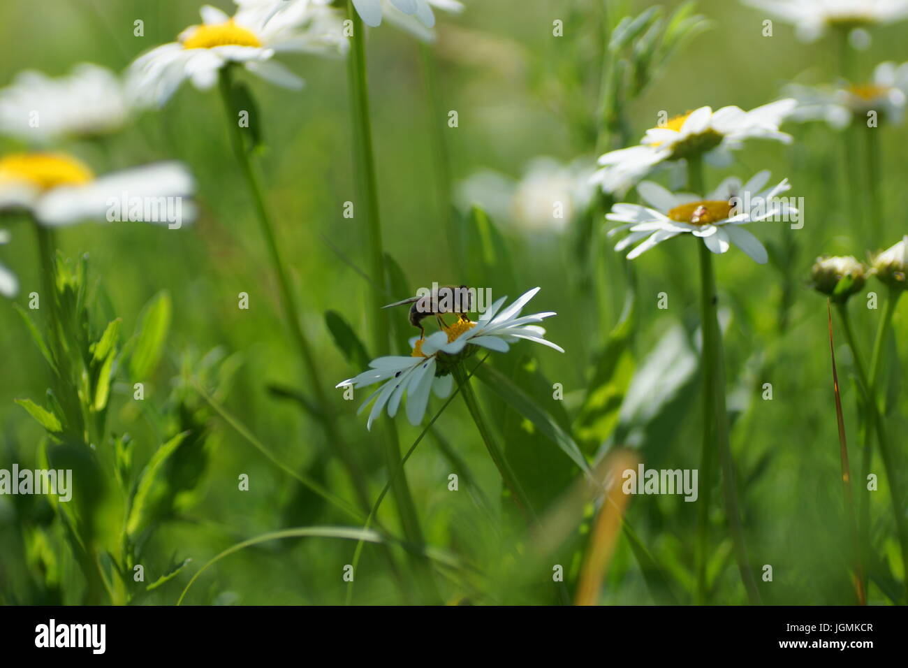 Fleurs et l'herbe éclairées par la lumière du soleil chaud de l'été sur un pré, abstract backgrounds naturel pour votre conception. Camomille Meadow Banque D'Images