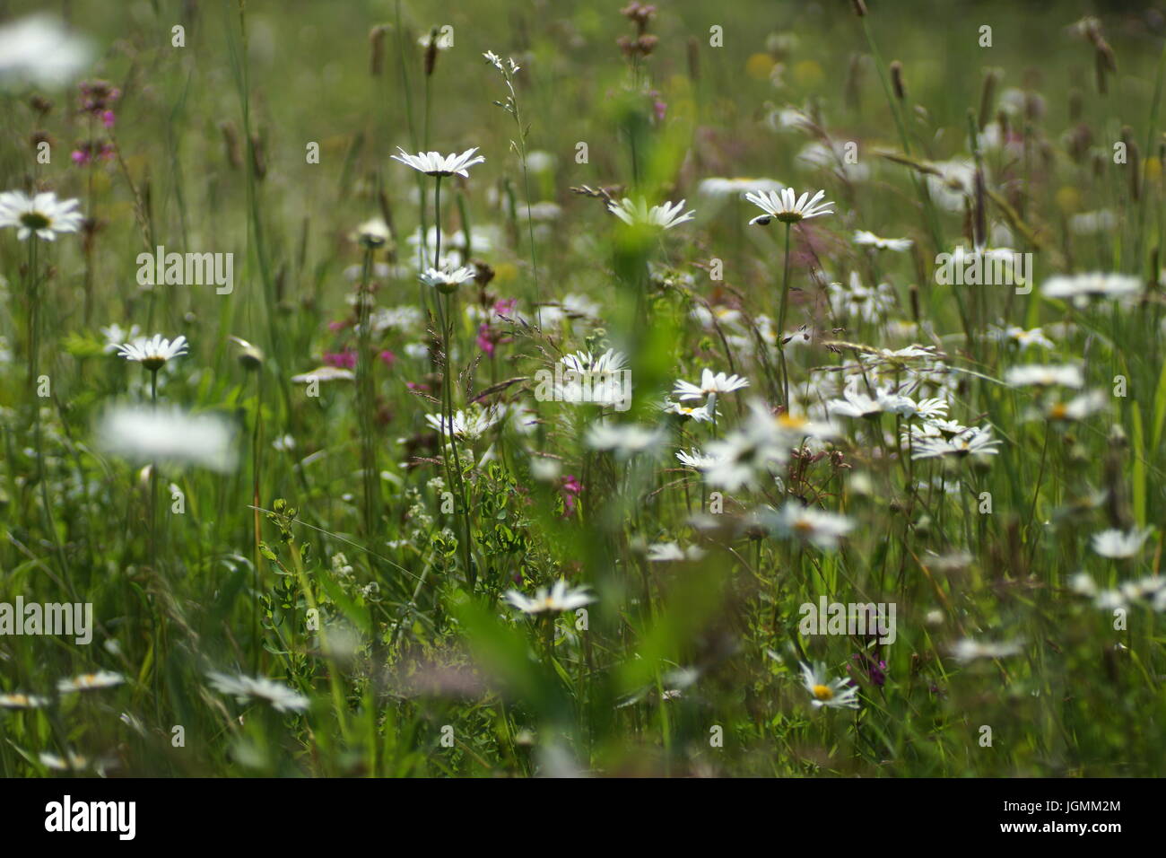 Fleurs et l'herbe éclairées par la lumière du soleil chaud de l'été sur un pré, abstract backgrounds naturel pour votre conception. Camomille Meadow Banque D'Images