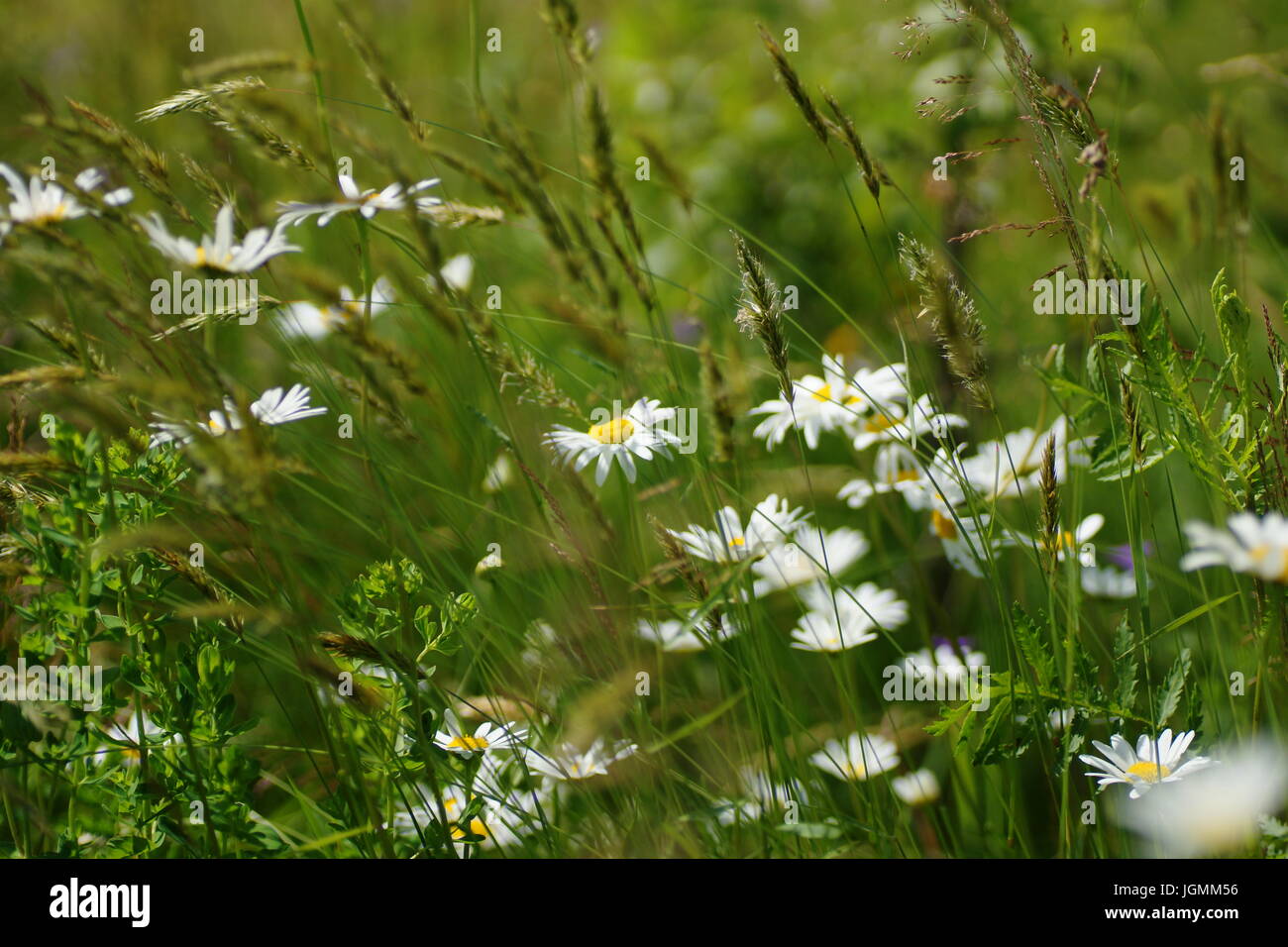 Fleurs et l'herbe éclairées par la lumière du soleil chaud de l'été sur un pré, abstract backgrounds naturel pour votre conception. Camomille Meadow Banque D'Images