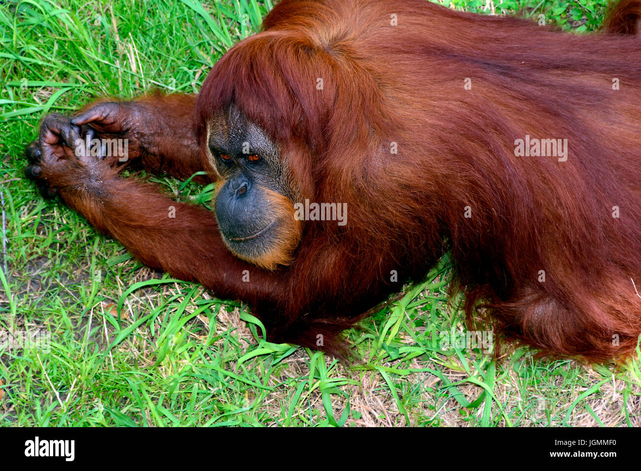 L'orang-outan, orang-outan, orang outang, ou l'orang-utang, grands singes asiatiques originaire d'Indonésie et la Malaisie, dans les forêts tropicales de Bornéo et Sumatra. Portant Banque D'Images