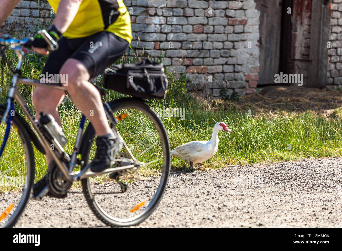 L'histoire du canard qui voulait traverser la route. Le vélo va, je préfère attendre. Banque D'Images
