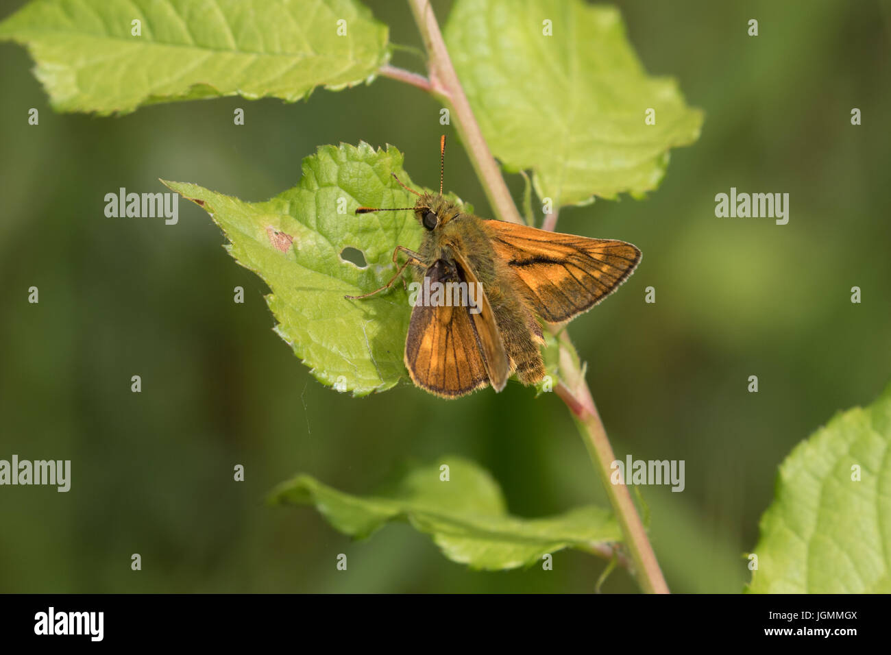 Grand Skipper butterfly se reposant dans le soleil chaud Banque D'Images
