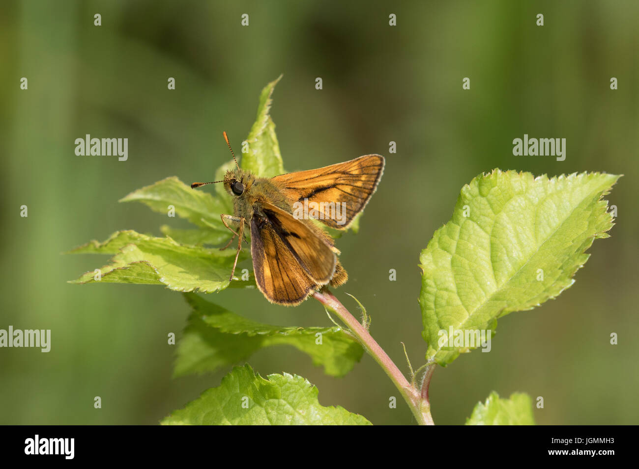 Grand Skipper butterfly se reposant dans le soleil chaud Banque D'Images