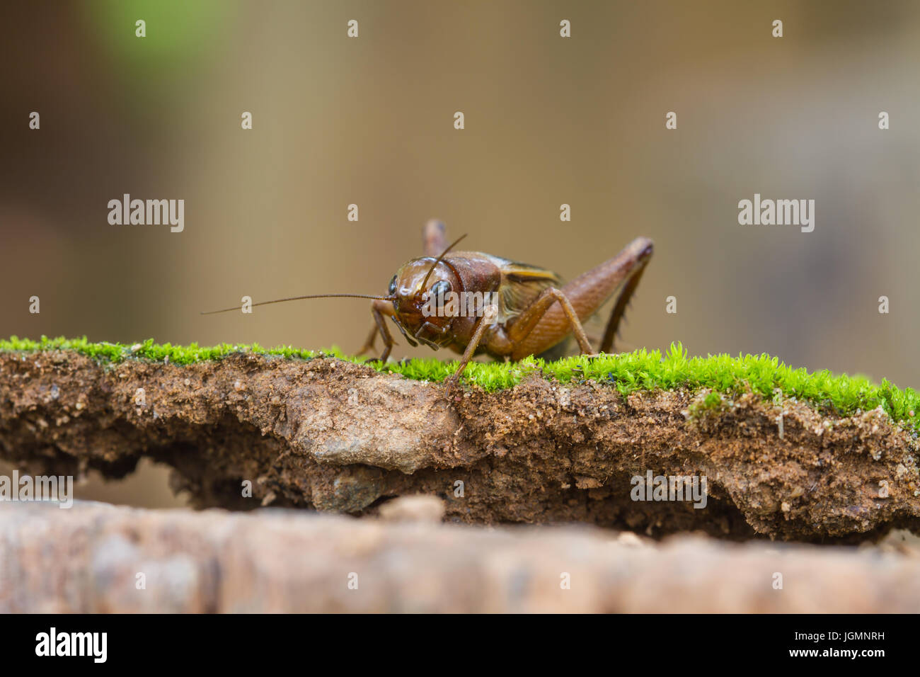 Close up House cricket (Acheta domestica) dans les forêts tropicales Banque D'Images