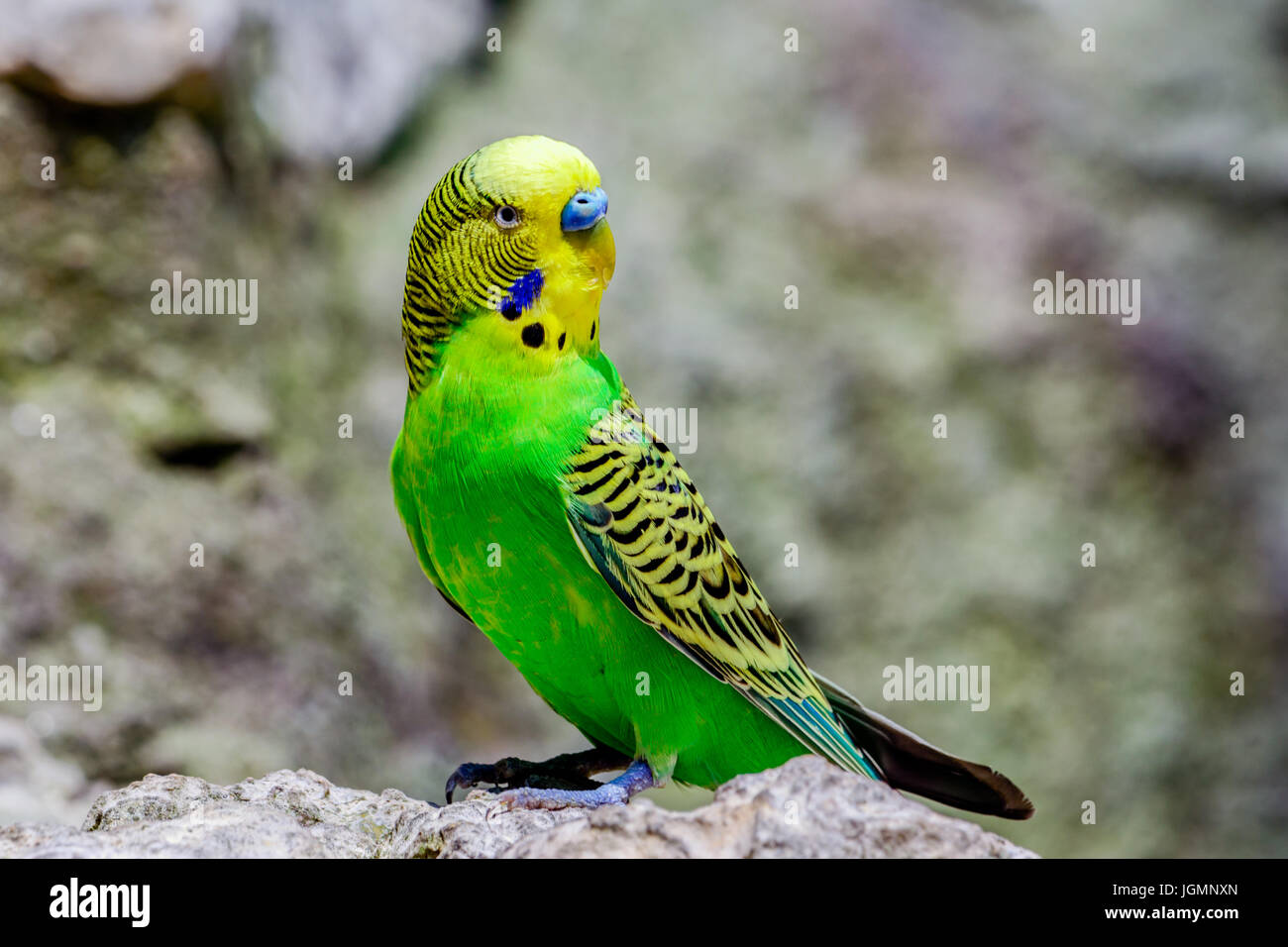 Perruche ondulée, perruche, Perruche Shell ou Budgie (Melopsittacus undulatus). Vert vif et jaune avec des plumes bec bleu au-dessus. Banque D'Images