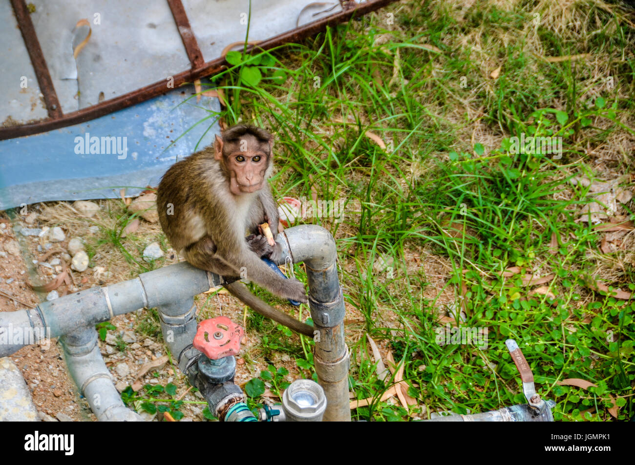 Pris dans la loi Banque D'Images