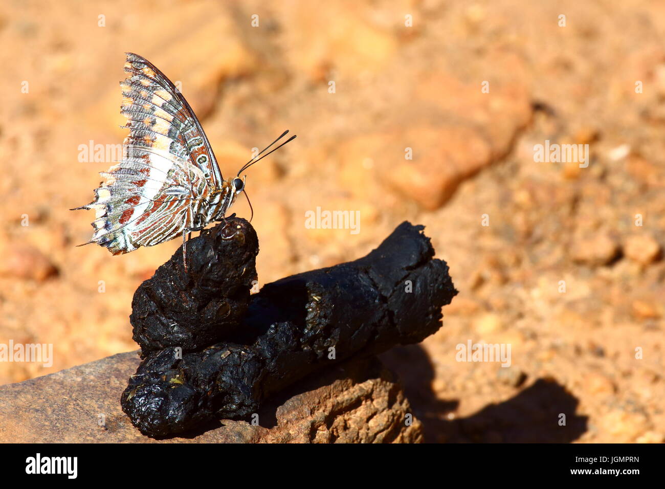 L'empereur foxy charaxes jasius, papillon, sur mongoose en chute, dans le parc national lochinvar, Zambie Banque D'Images