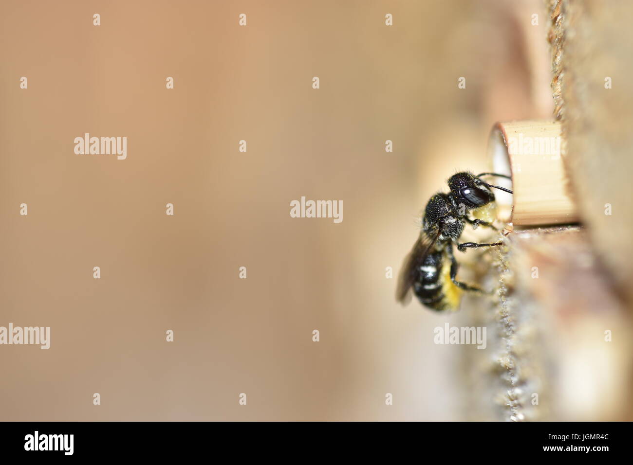 Abeille solitaire (Heriades résine crenulatus) amener résine pour son nid dans un creux de la tige de roseau pour créer les pétitions de ses parois cellulaires. La saisie Banque D'Images