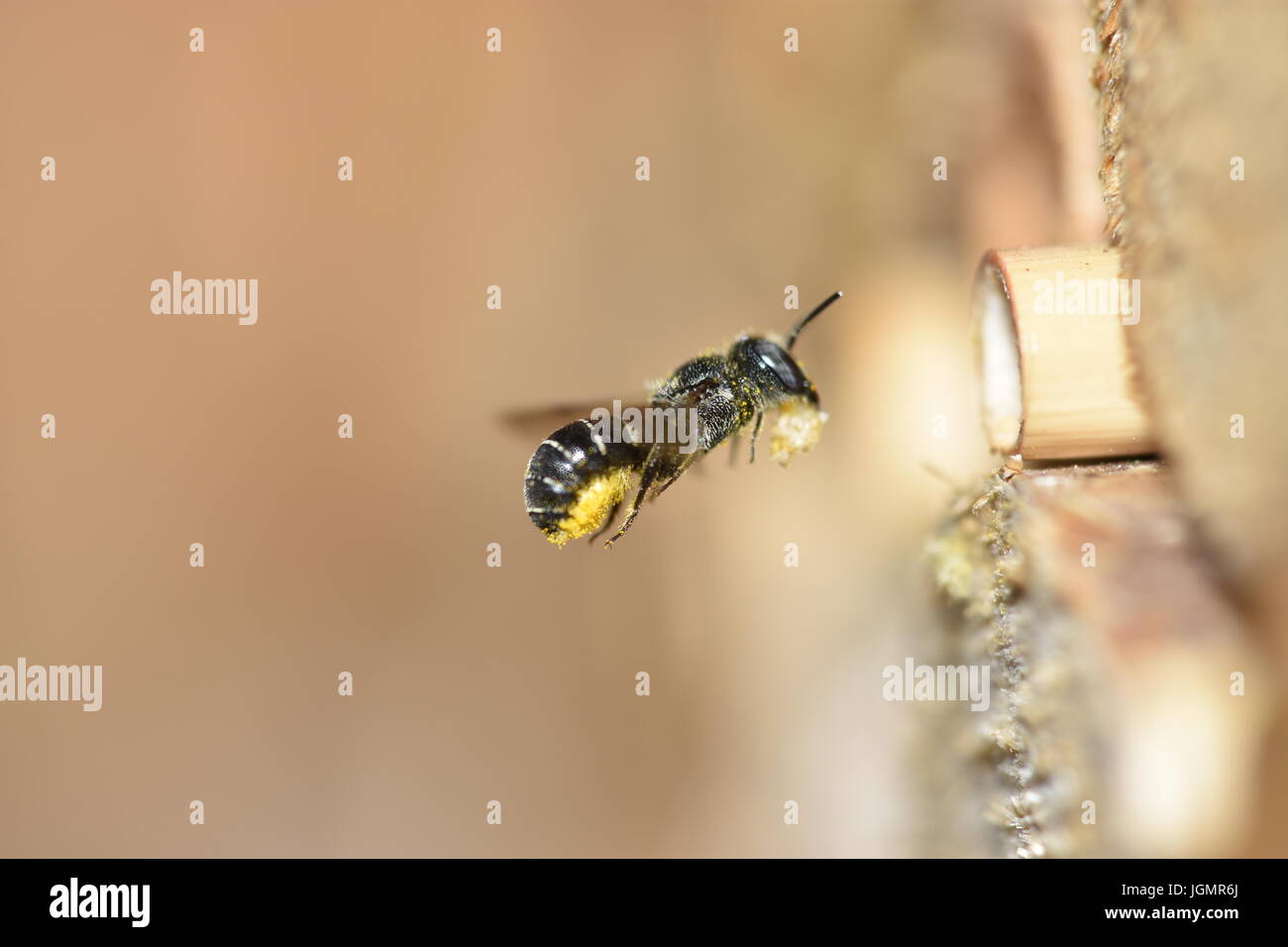 Abeille solitaire (Heriades résine crenulatus) en vol portant résine pour son nid dans un creux de la tige de roseau pour créer les pétitions de ses parois cellulaires. Banque D'Images