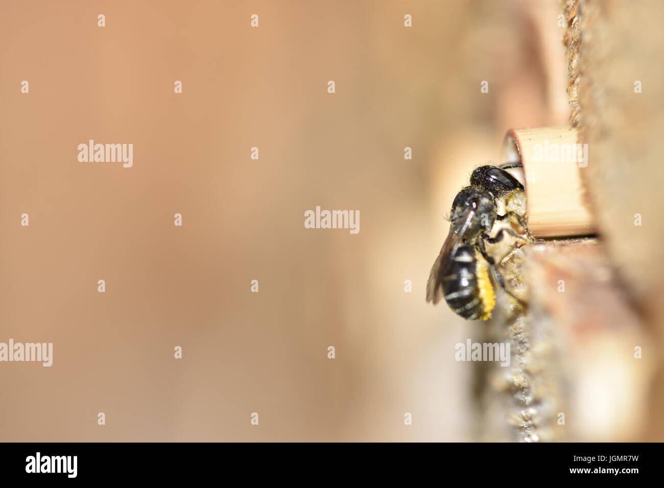 Abeille solitaire (Heriades résine crenulatus) amener résine pour son nid dans un creux de la tige de roseau pour créer les pétitions de ses parois cellulaires. La saisie Banque D'Images