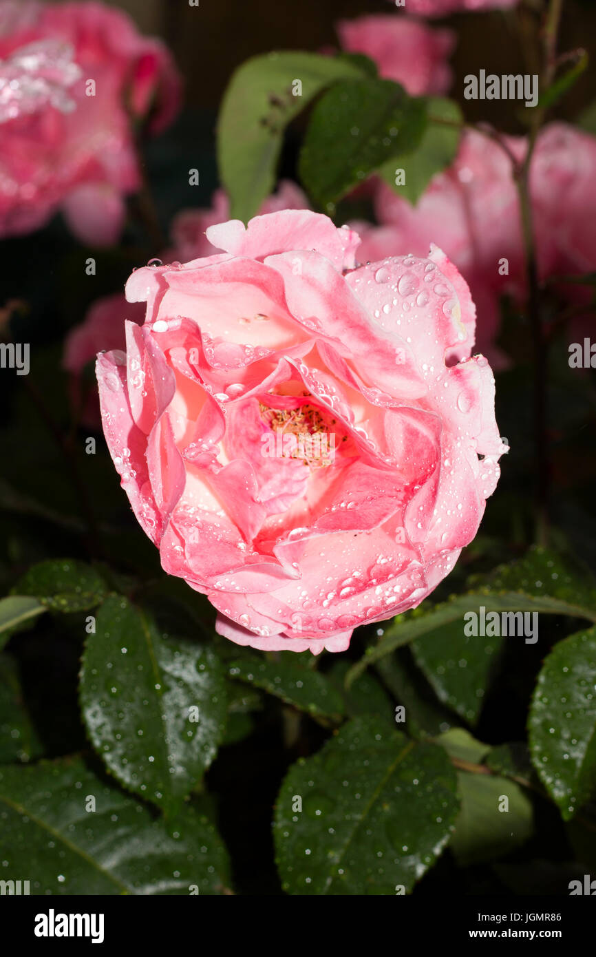 Des fleurs dans les jardins anglais après la pluie. Des gouttelettes de pluie sur les roses et Nasturtium Banque D'Images