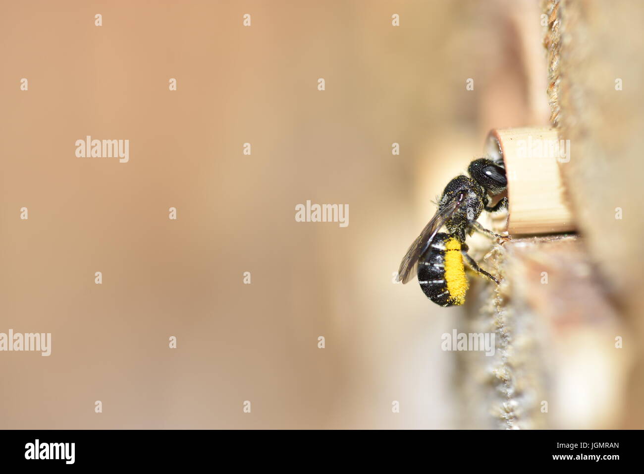 Abeille solitaire (Heriades résine crenulatus) ce qui porte le pollen des fleurs de l'Aster (Asteraceae) de son nid dans un creux de la tige de roseau. L'entrée d'un hôtel d'insectes. Banque D'Images