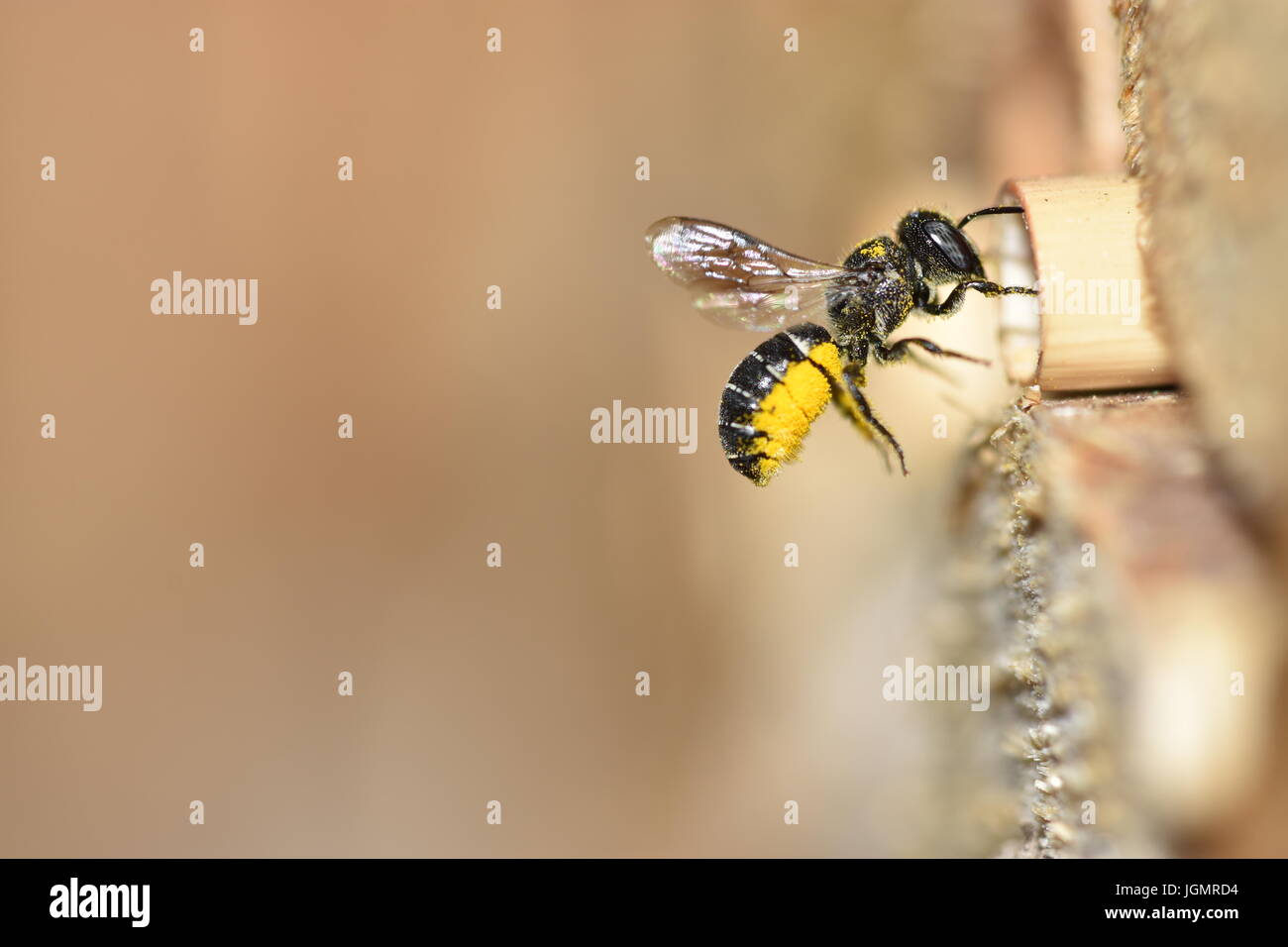 Abeille solitaire (Heriades résine crenulatus) ce qui porte le pollen des fleurs de l'Aster (Asteraceae) de son nid. Dans l'approche d'un vol roseau creux tige. Banque D'Images