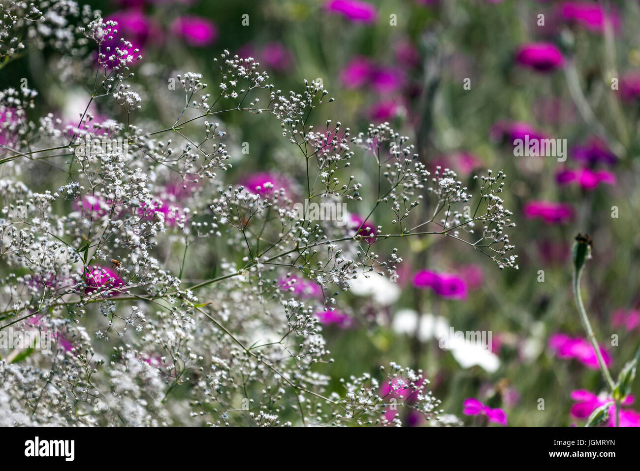Gypsophila paniculata avec fleurs de jardin Lychnis coronaria Rose Campion Banque D'Images