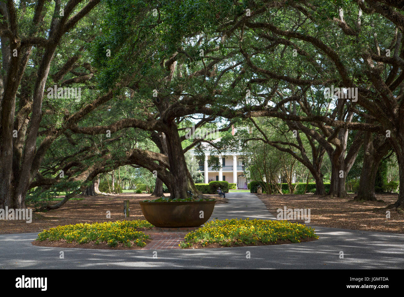 Les arbres de chêne vieux de 300 ans, la plantation d'Oak Alley, construit 1830, près de St James, Louisiane, Etats-Unis Banque D'Images