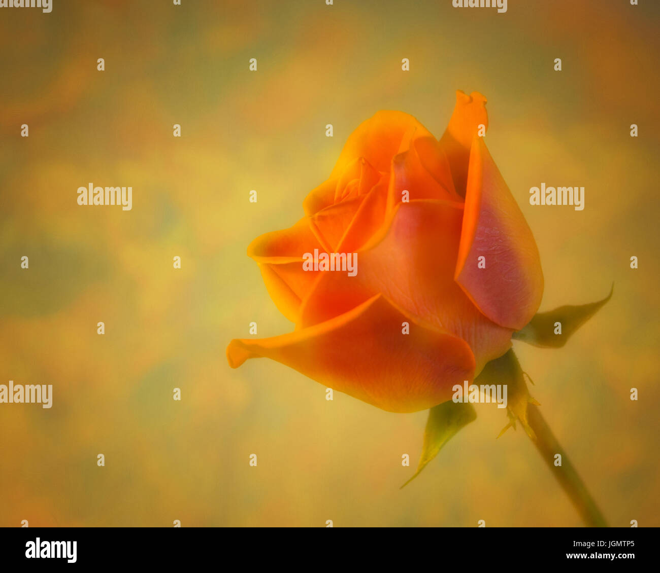 Rose orange sur fond flou Banque D'Images