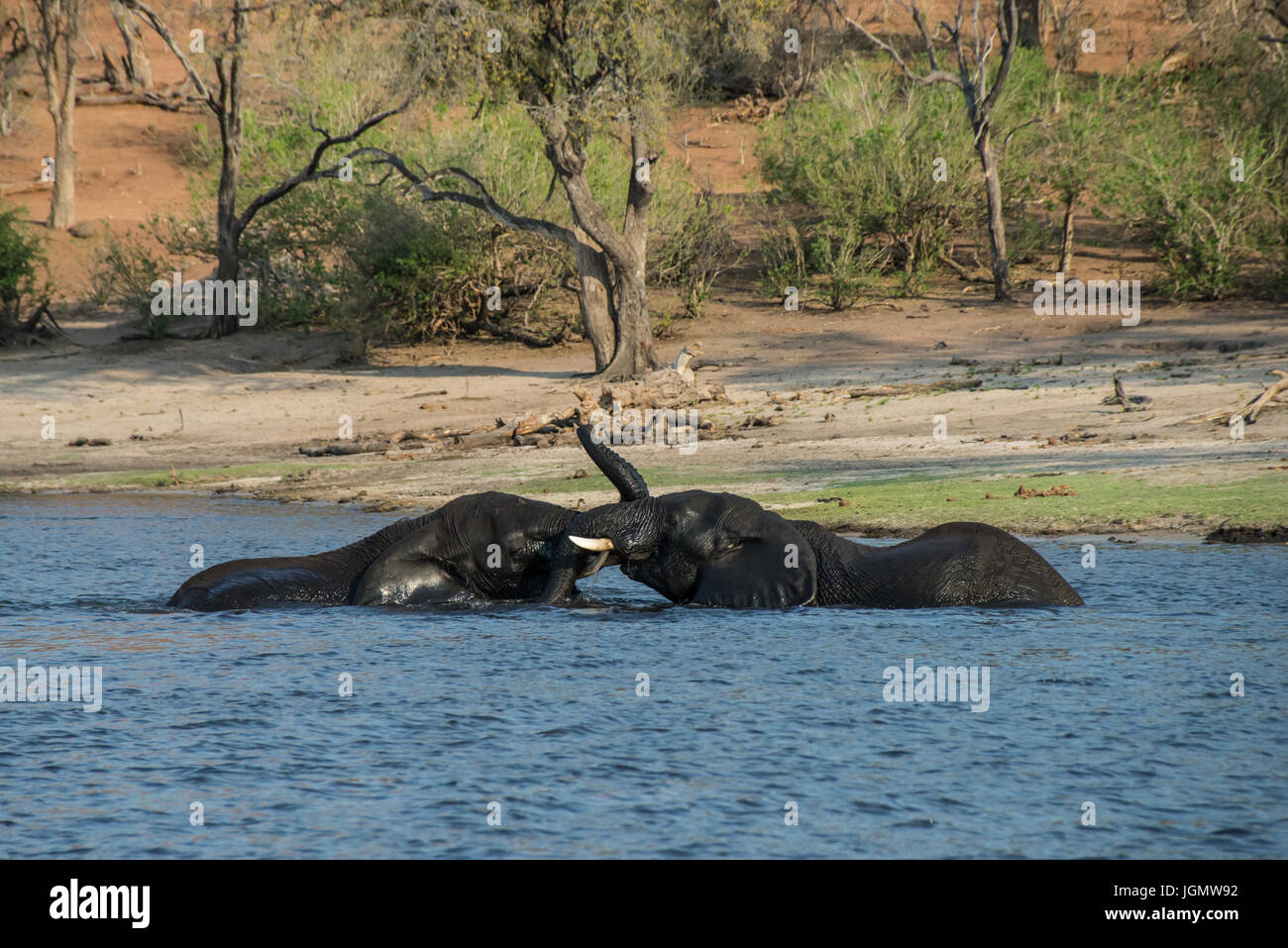 Les éléphants jouant dans la rivière dans le Parc National de Chobe Banque D'Images