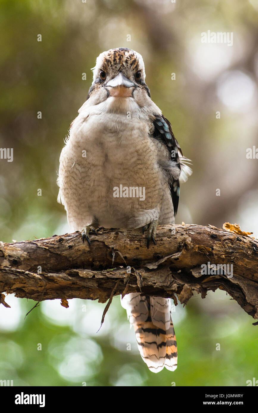 Blue-winged Kookaburra vu sur Fraser Island, Queensland, Australie. Banque D'Images