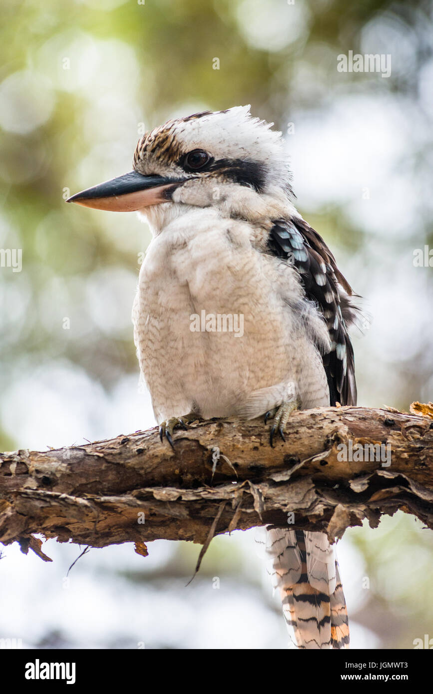 Blue-winged Kookaburra vu sur Fraser Island, Queensland, Australie. Banque D'Images