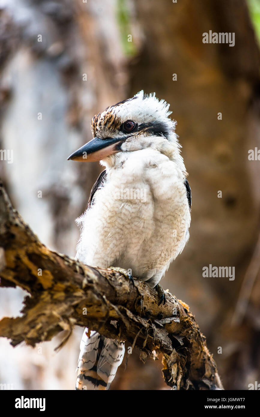 Blue-winged Kookaburra vu sur Fraser Island, Queensland, Australie. Banque D'Images
