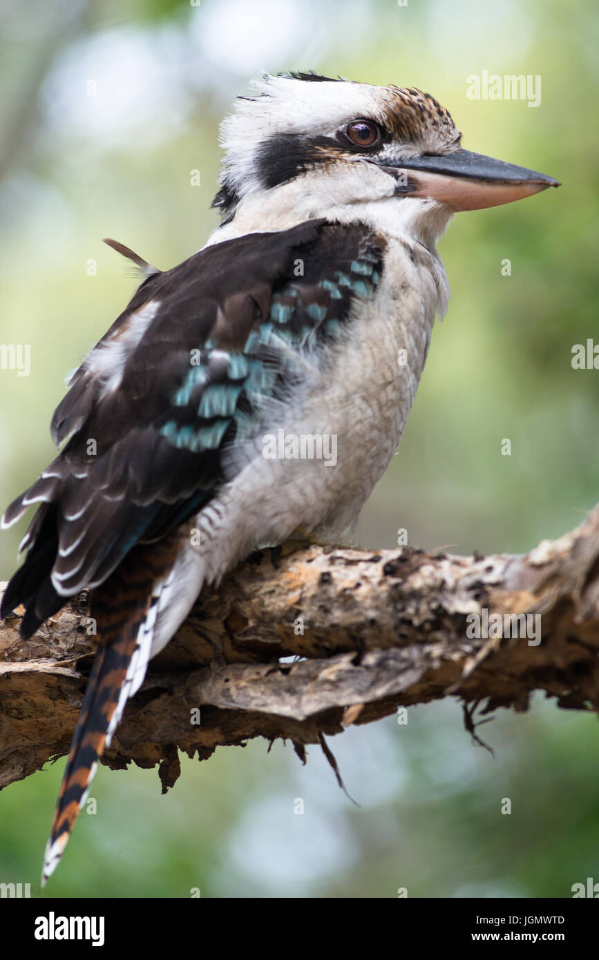 Blue-winged Kookaburra vu sur Fraser Island, Queensland, Australie. Banque D'Images