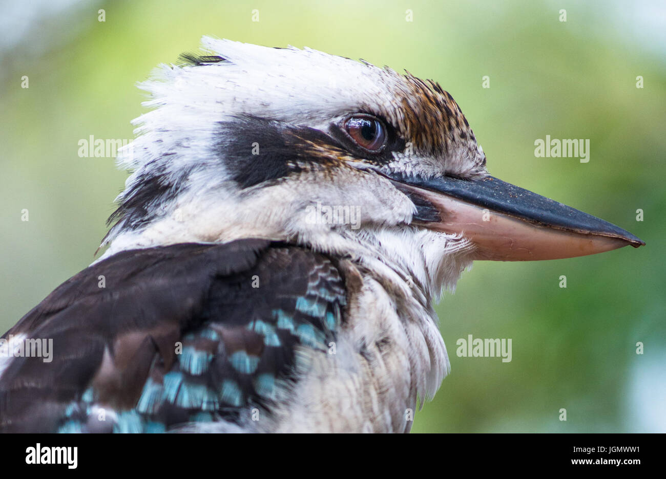Blue-winged Kookaburra vu sur Fraser Island, Queensland, Australie. Banque D'Images