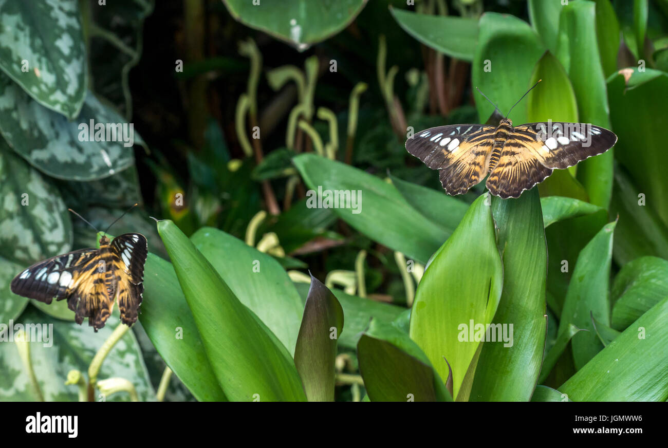 Close up of tropical clipper exotiques, papillons Parthenos sylvia sylvia Banque D'Images