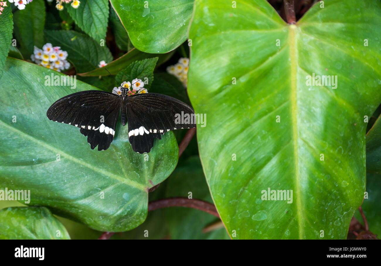 Close up of tropical Mormon commun exotique, papillon Papilio polytes Banque D'Images