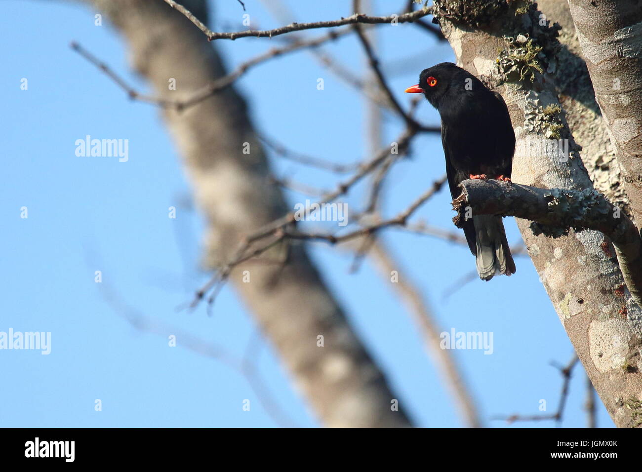 Retz's Red-billed Casque-migratrice, Prionops retzii, Leopard's Hill, Lusaka, Zambie Banque D'Images