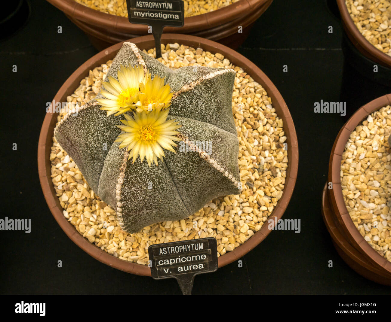 Astrophytum capricorne exposition de cactus au RHS Flower Show, Royaume-Uni Banque D'Images