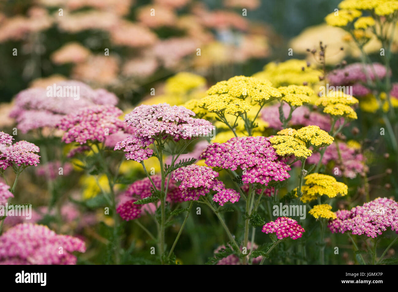 L'Achillea millefolium. De plus en plus d'achillée jaune et rose dans le jardin. Banque D'Images