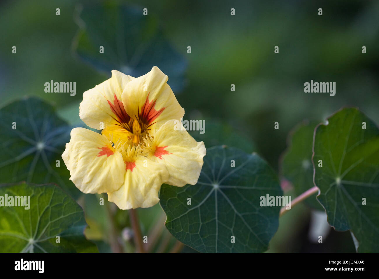 Tropaeolum majus 'Pêche Melba'. Capucine Banque D'Images