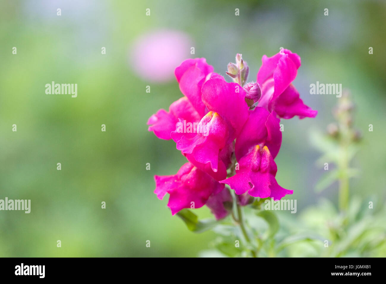 Antirrhinum majus rose. Muflier commun dans une fleur frontière. Banque D'Images