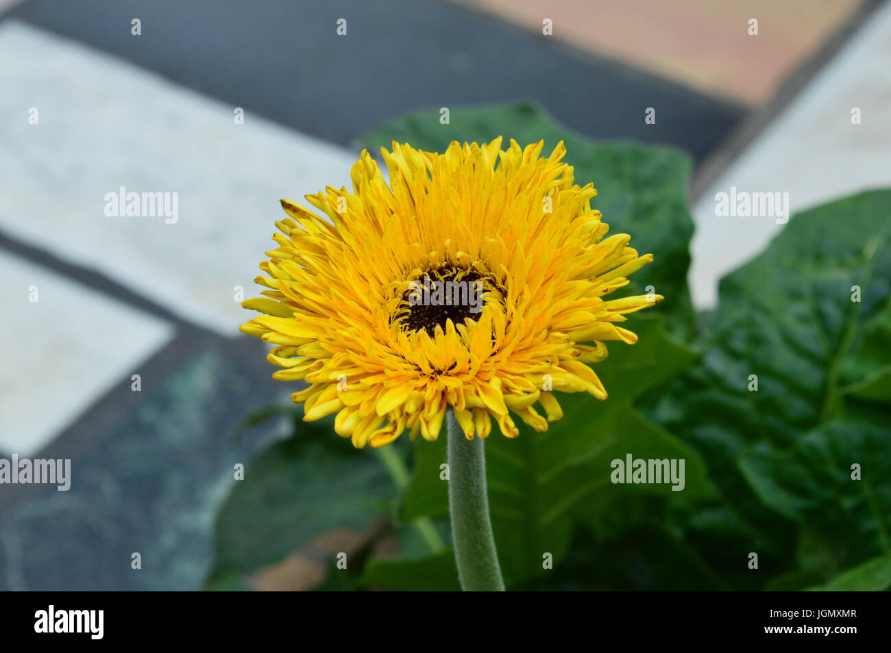 Fleur de Gerbera Banque D'Images