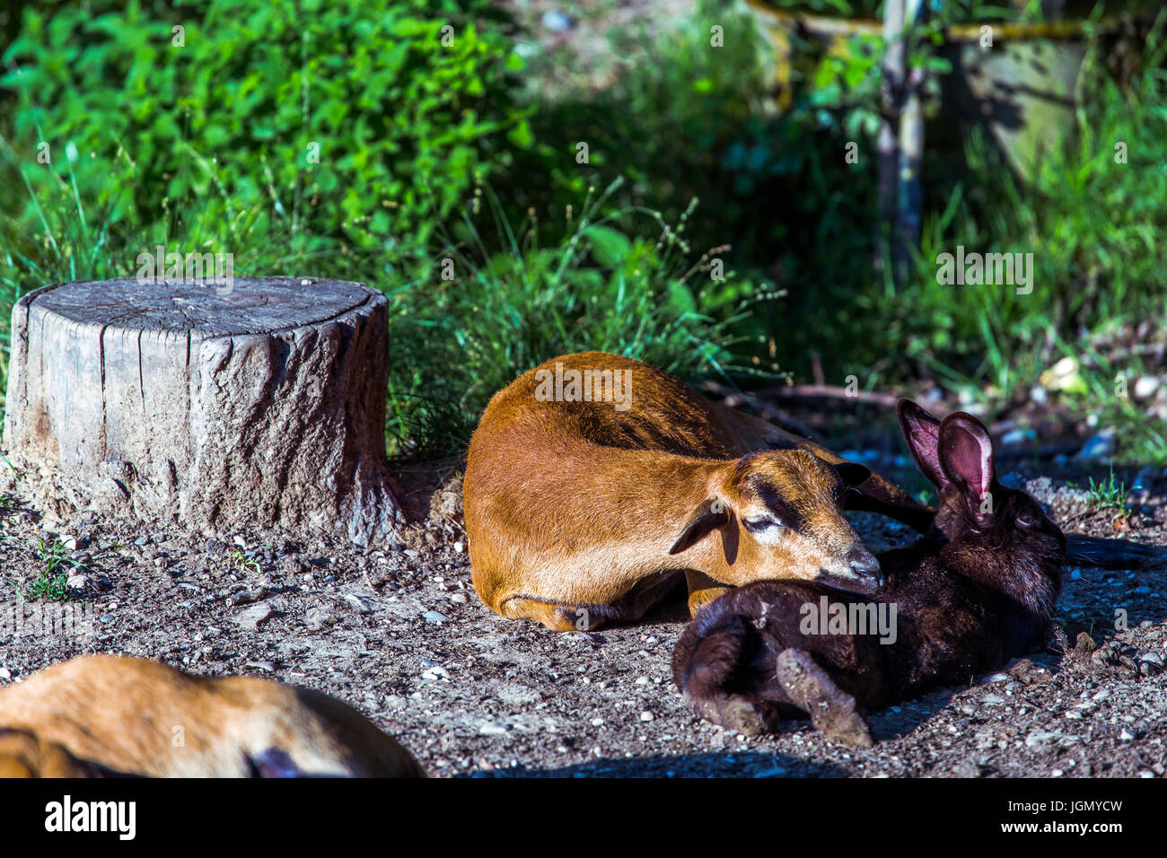 Lying brown cameroun (Ovis aries) avec la tête noire sur une branche de lapin (Oryctolagus cuniculus f. domesticus) près d'une souche d'arbre. Banque D'Images
