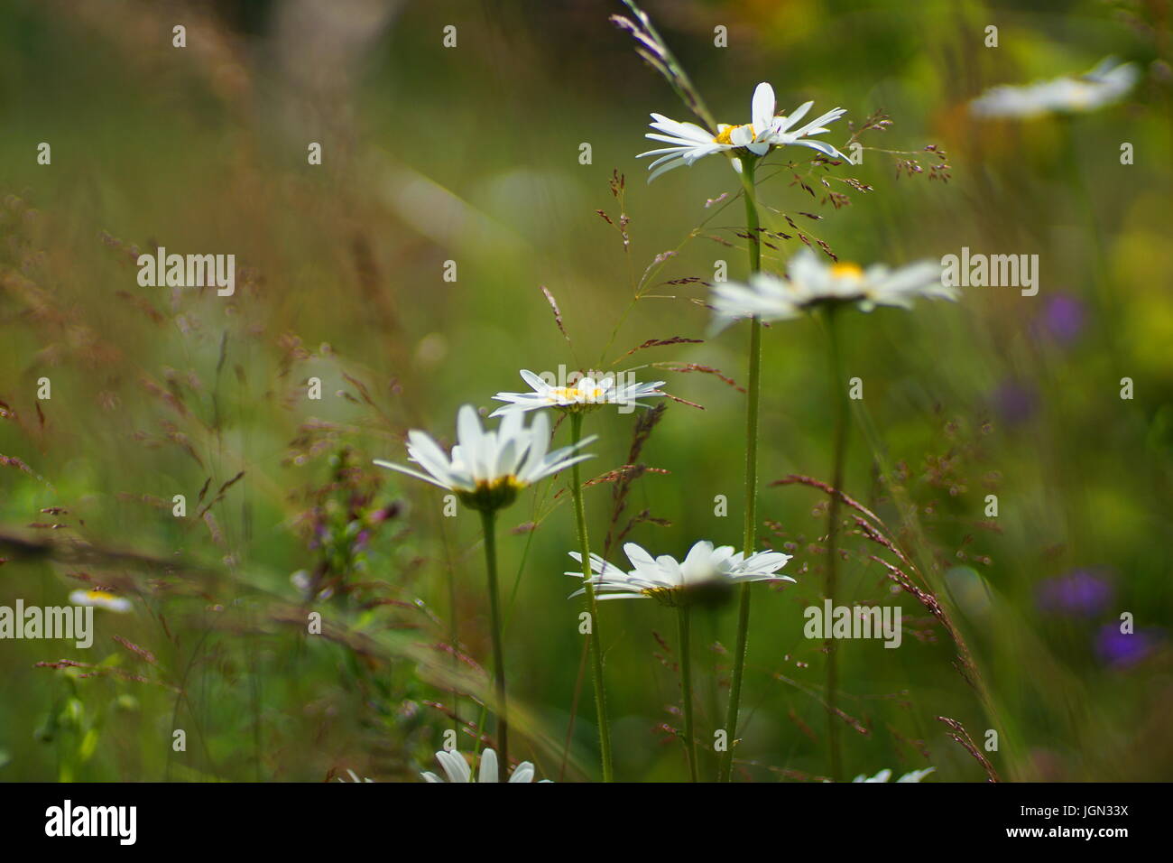 Fleurs et l'herbe éclairées par la lumière du soleil chaud de l'été sur un pré, abstract backgrounds naturel pour votre conception. Camomille Meadow Banque D'Images