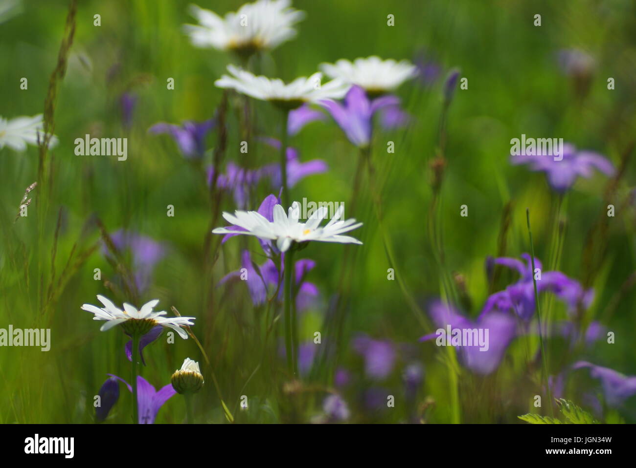 Fleurs et l'herbe éclairées par la lumière du soleil chaud de l'été sur un pré, abstract backgrounds naturel pour votre conception. Camomille Meadow Banque D'Images