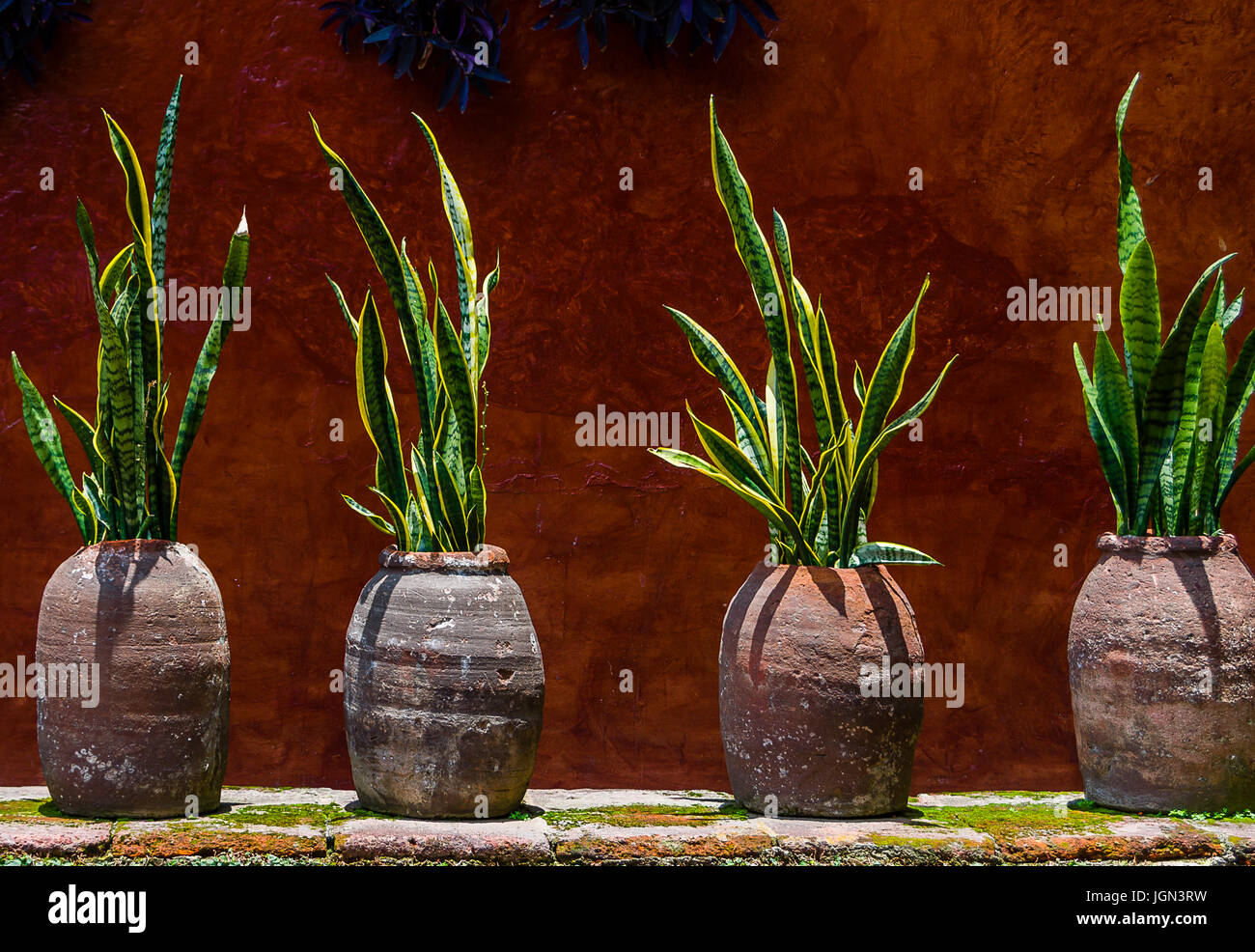 Country house mur avec des plantes en pots, serpent abstract background Banque D'Images