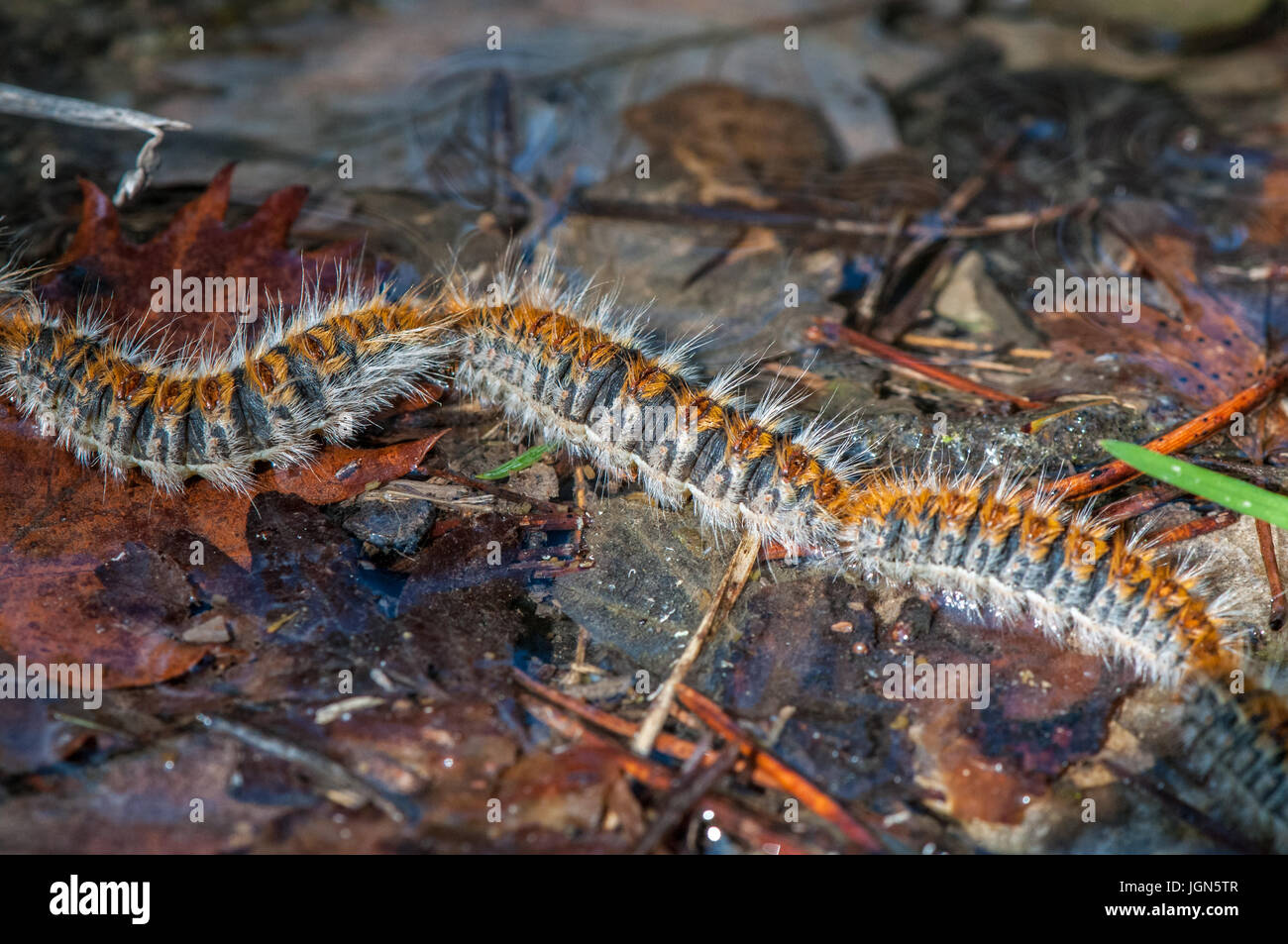 La chenille processionnaire du pin (Thaumetopoea pityocampa) marcher dans une rangée sur le sol forestier, Berga, Catalogne Banque D'Images