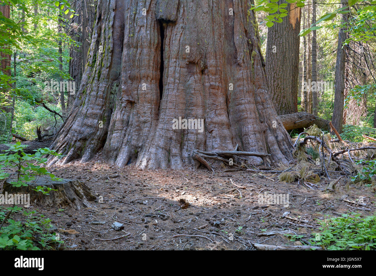 Base du tronc d'un arbre géant, Sequoiadendron giganteum, au parc d'État Calaveras Big Trees Banque D'Images