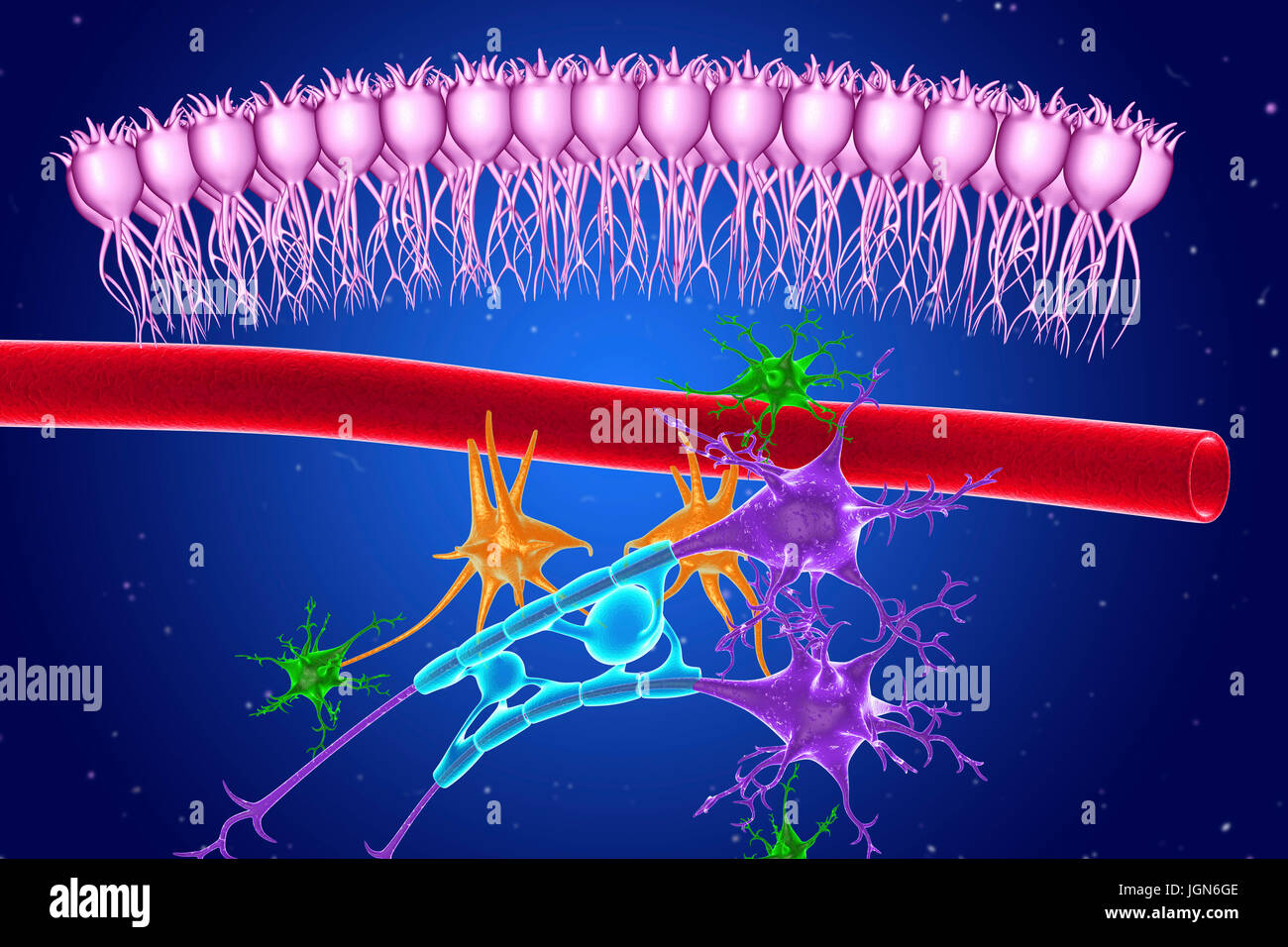 Les tissus nerveux du cerveau, de l'illustration. Vu ependymal voici les cellules (rose), un capillaire (rouge), les astrocytes (vert), les microglies (orange) et deux cellules nerveuses (violet) avec des gaines de myéline (bleu clair) sur leurs axones. Banque D'Images