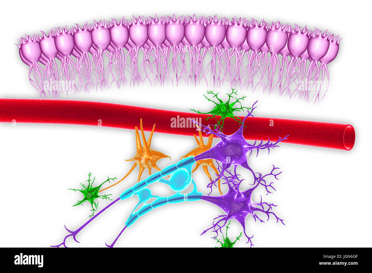 Les tissus nerveux du cerveau, de l'illustration. Vu ependymal voici les cellules (rose), un capillaire (rouge), les astrocytes (vert), les microglies (orange) et deux cellules nerveuses (violet) avec des gaines de myéline (bleu clair) sur leurs axones. Banque D'Images