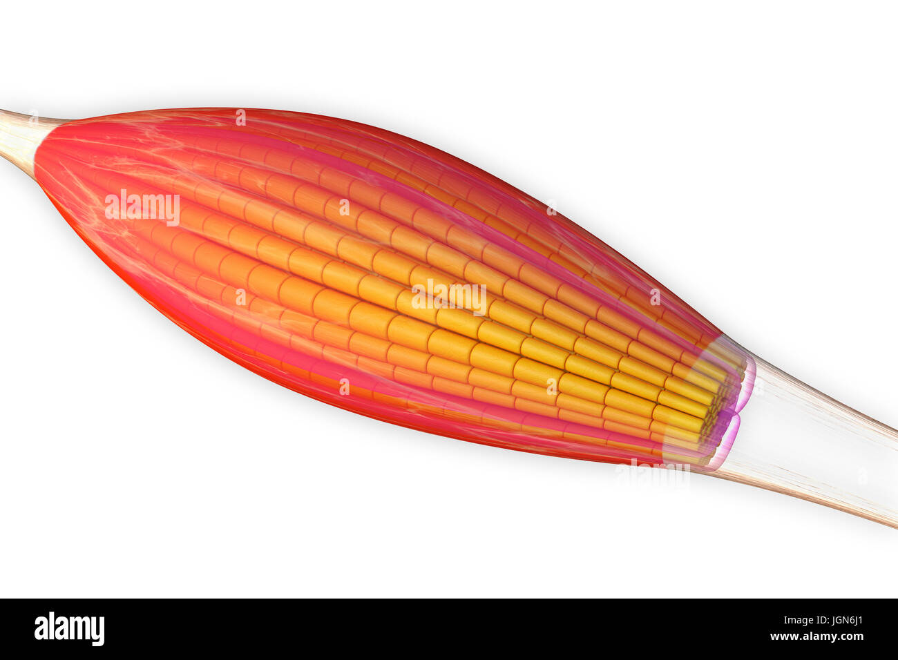 Le muscle squelettique, illustration. Le muscle est entouré de tissu conjonctif epimysium (transparent), qui forme le tendon qui attache le muscle à l'os. Les faisceaux de fibres musculaires (jaune) sont entourés de tissu conjonctif perimysium (rose). Banque D'Images