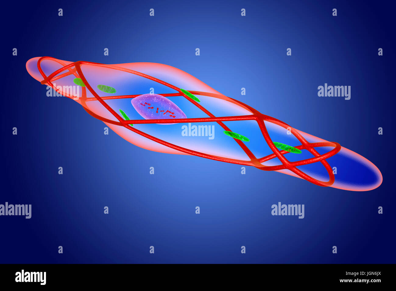 La cellule musculaire lisse détendu, illustration. Ce muscle lines les vaisseaux sanguins, l'appareil digestif et l'appareil génito-urinaire. Banque D'Images