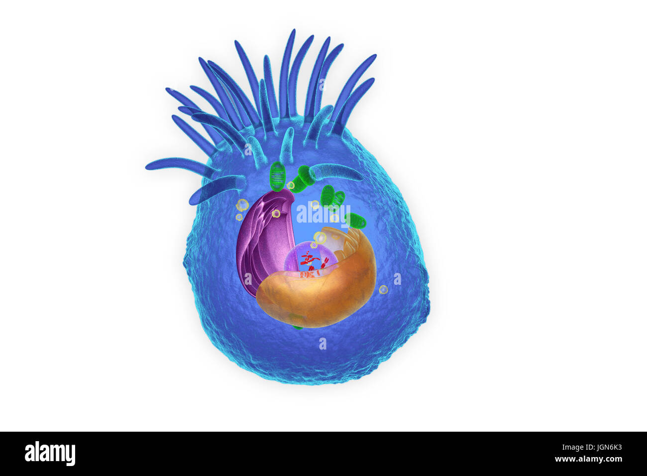 Illustration d'organites dans une cellule animale. Au centre est le noyau (transparent), qui contient les chromosomes (en rouge) qui maintiennent l'information génétique de la cellule. Le réticulum endoplasmique (ER, rose) est le site de la synthèse des lipides et la production de protéines membranaires. Le corps de Golgi (jaune) modifie les paquets et les protéines. Les mitochondries (vert) fournir la cellule avec de l'énergie. Cilia (doigt, projections) déplacer particules sur l'extérieur de la cellule. Banque D'Images