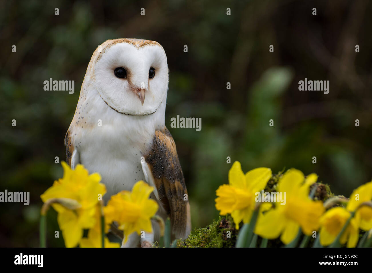 Effraie des clochers (Tyto alba) - Cornwall, uk Banque D'Images